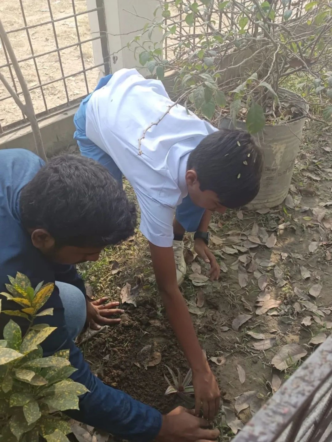 Planting For The Future at IET High School
