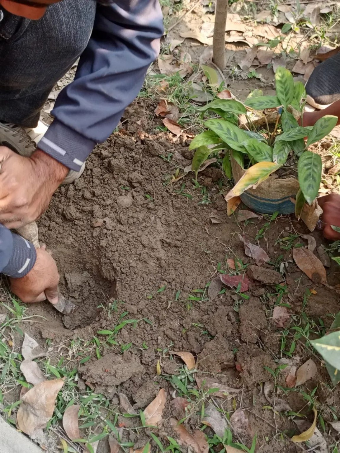 Planting For The Future at IET High School